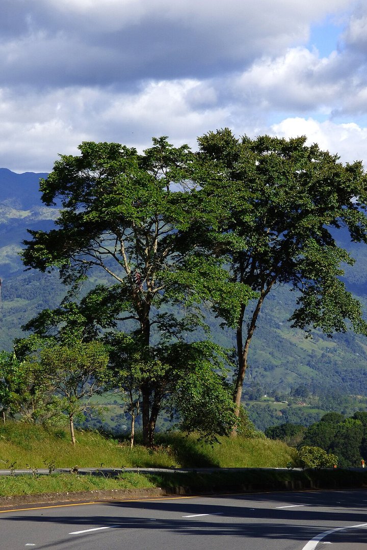 Guayacán de Manizales - Vista 3